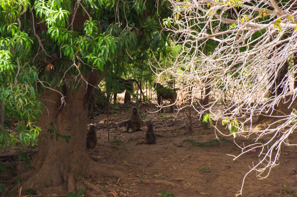Bruine bavianen in Gambia. Apen in Gambia