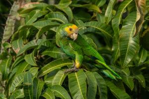 Een geelvleugelamazone in de natuur op Bonaire. Activiteiten in de natuur op Bonaire