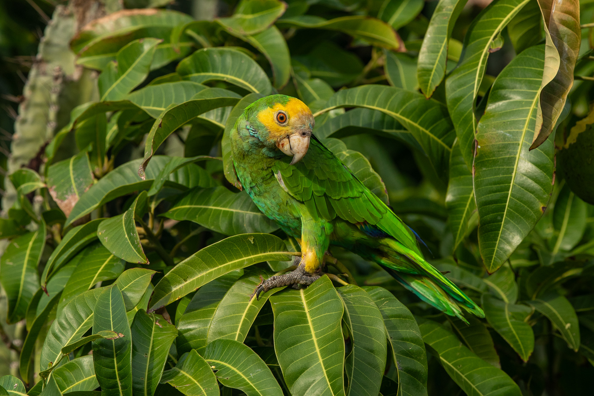 Een geelvleugelamazone in Bonaire
