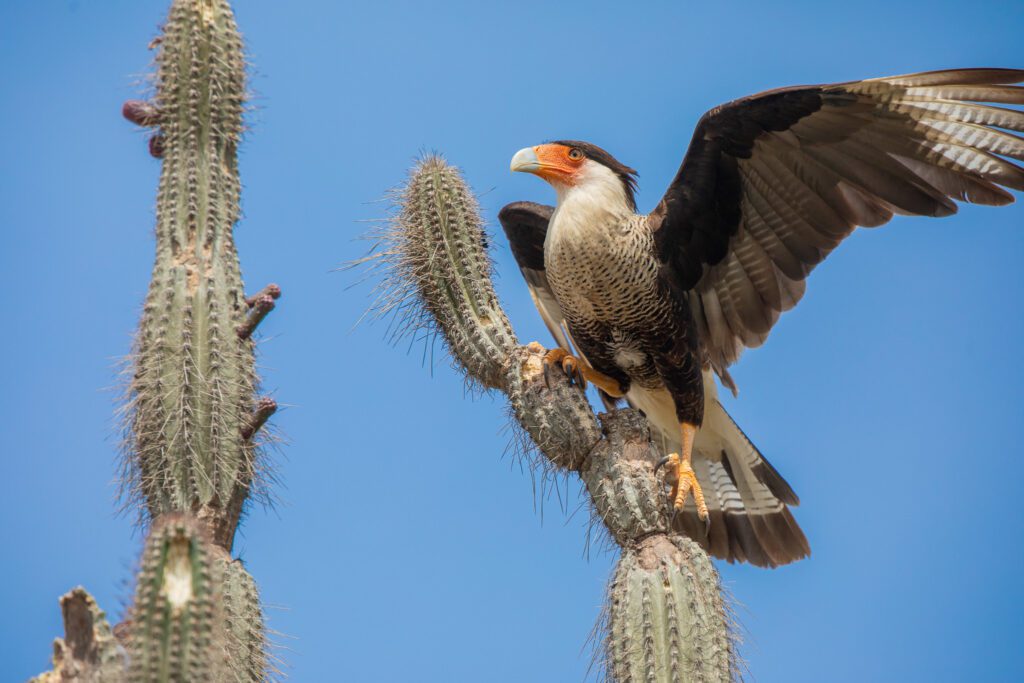 Een zuidelijke kuifcaracara