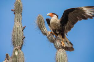 Een zuidelijke kuifcaracara in de natuur op Bonaire