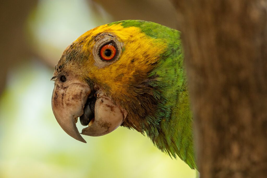 Een geelvleugelamazone op Bonaire. De Wildlife Top 10 van Bonaire