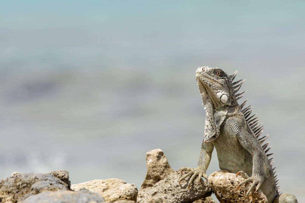 Een groene leguaan op Bonaire