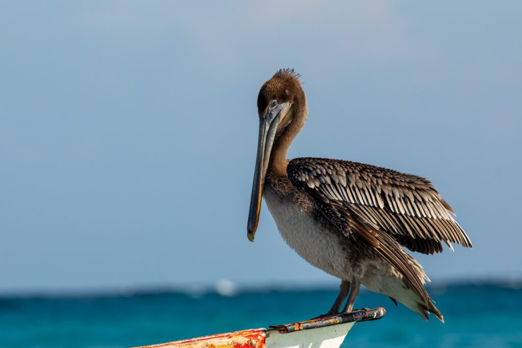 Een bruine pelikaan in de natuur op Bonaire