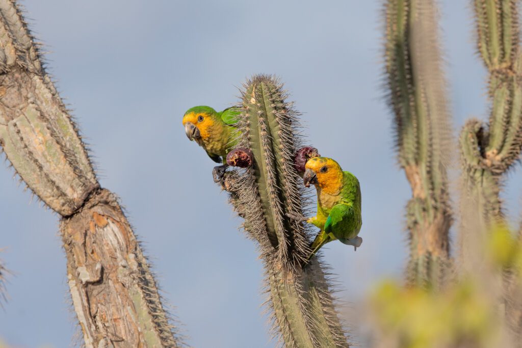 Maïsparkiet op Bonaire