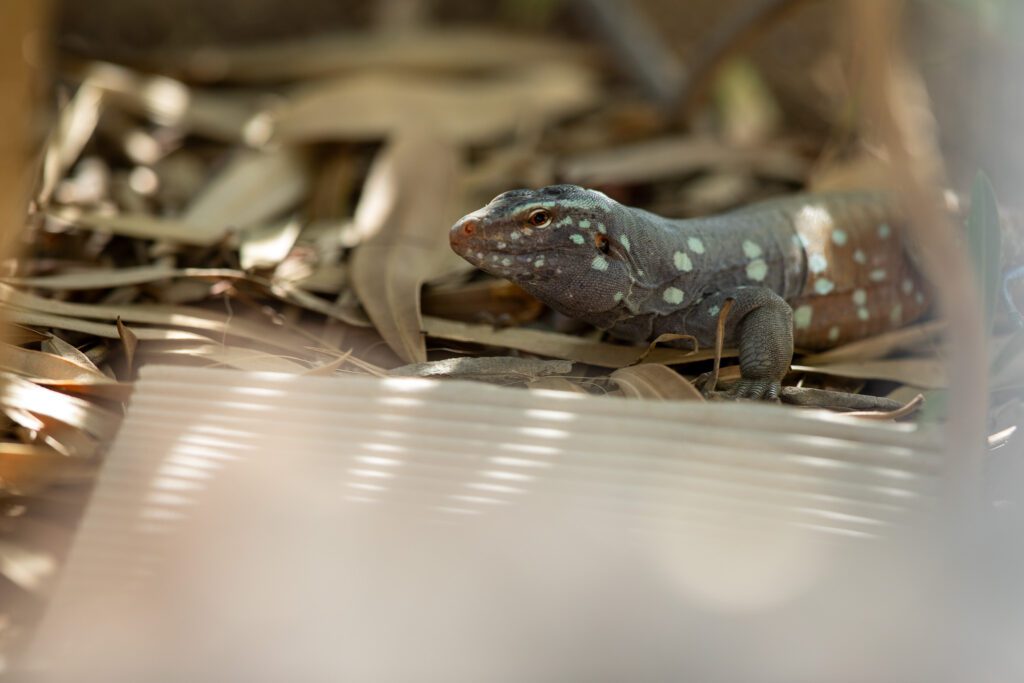 De Bonaire zweepstaart
