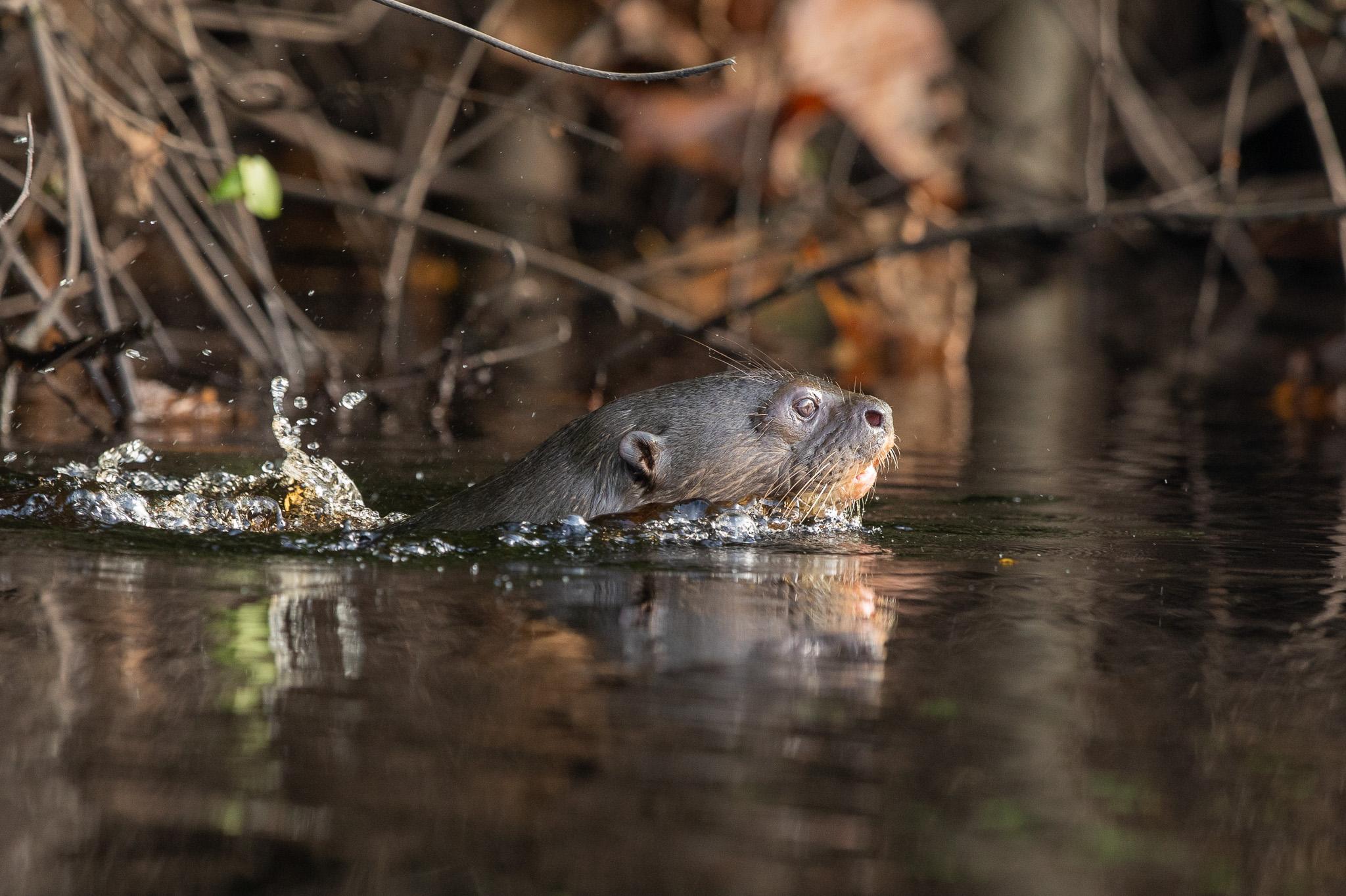 Een reuzenotter op de Maratakka rivier in Suriname