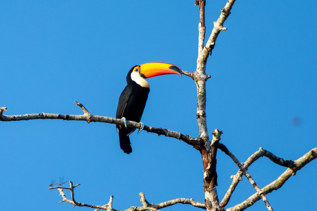 Een reuzentoekan in Suriname. Maratakka is de enige plek om deze te vinden in suriname