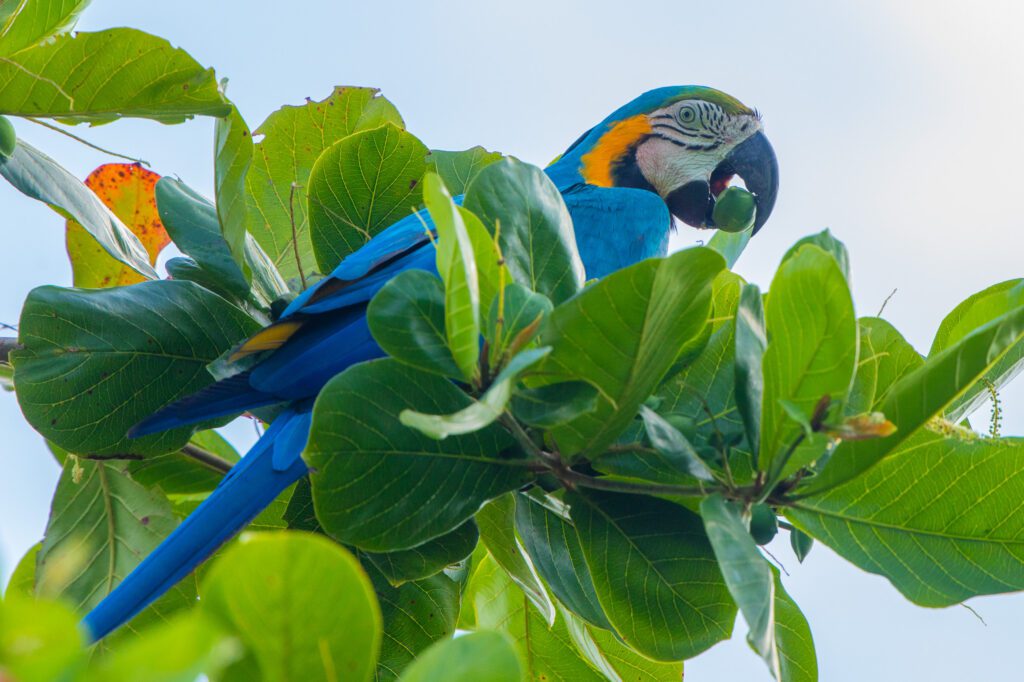 Blauwgele ara in suriname, Maratakka
