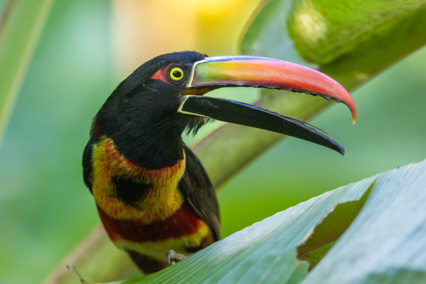 Een vuursnavelarassari bij de Maze Lodge in Puerto Jiménez