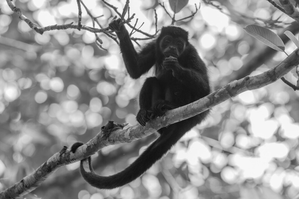 Brulaap bij Maze Lodge