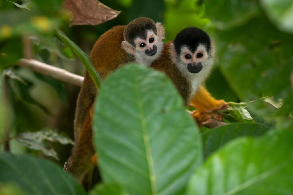 Gele Doodshoofdaapjes