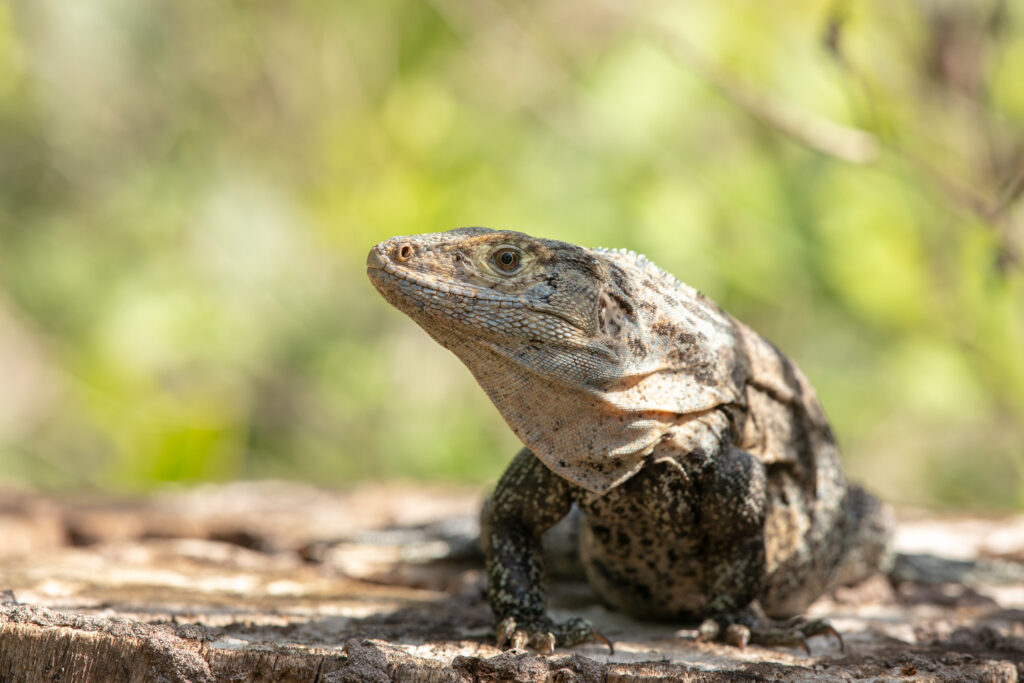 Witzwarte grondleguaan bij Iguana Lodge