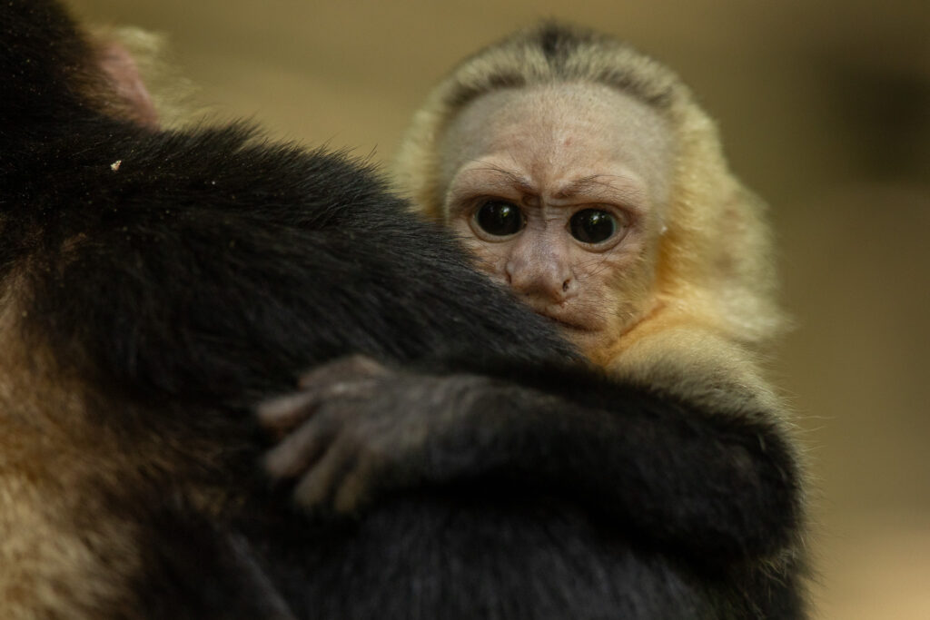 Baby kapucijnaap in Manuel Antonio