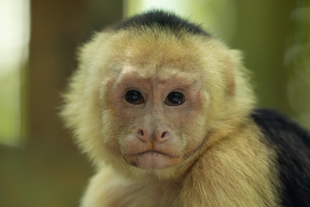 Close up van een Kapucijnaap in het zeer toeristische Manuel Antonio Nationaal Park.