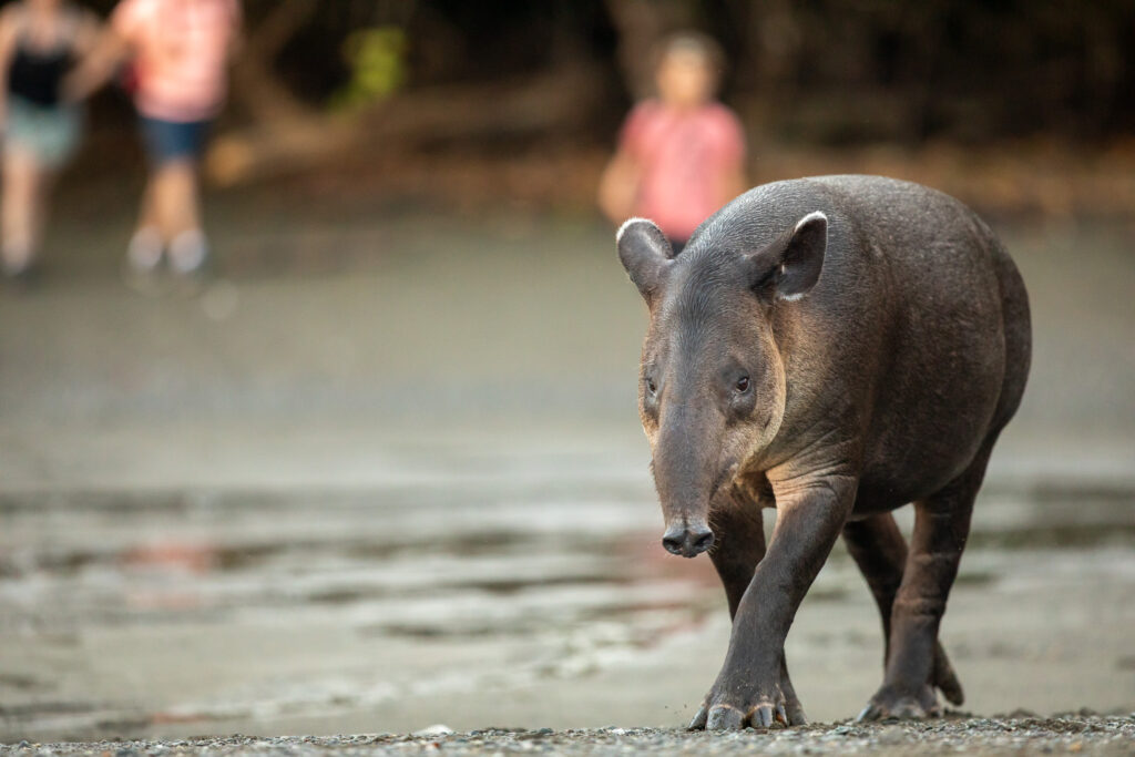 Tapir in Corcovado, met gezin op reis naar Costa Rica