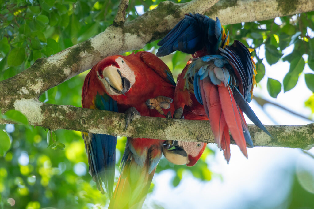 Ara's in Costa Rica