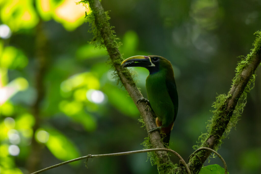 Smaragdarassari in Costa Rica