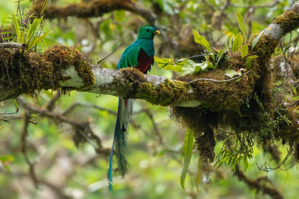 Quetzal in Costa Rica