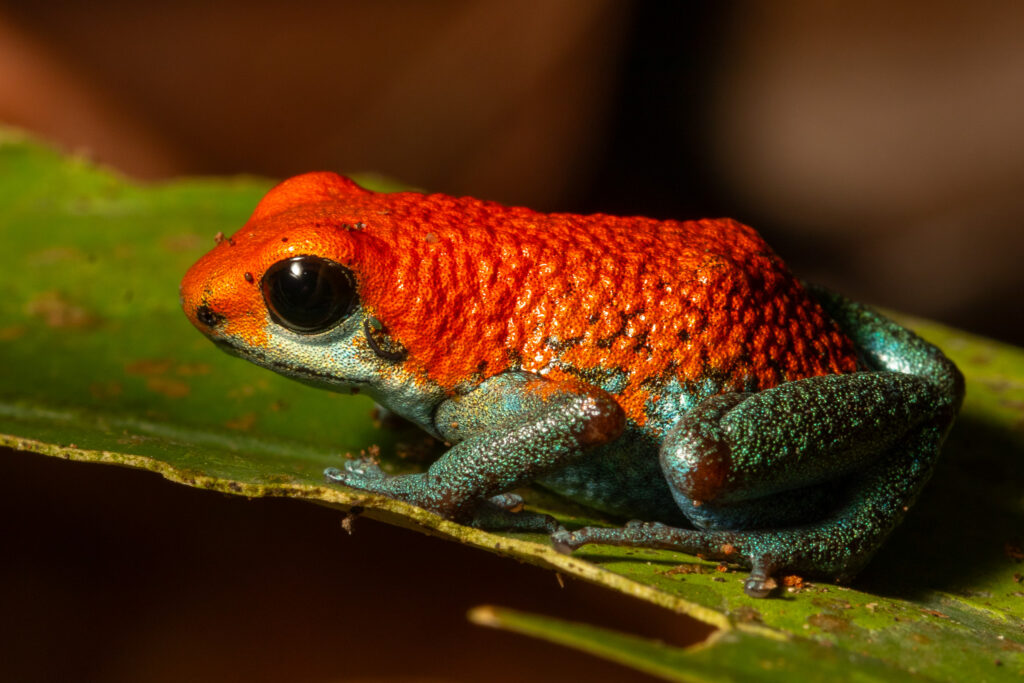 Pijlgifkikker in Costa Rica