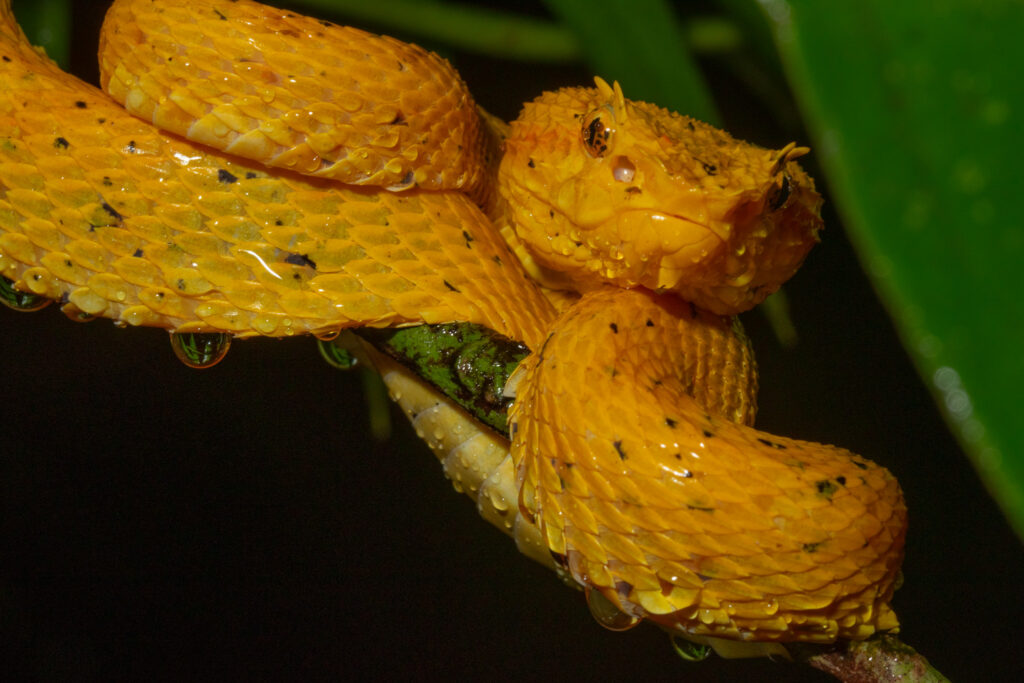 Gele variant van de Bothriechis nigroadspersus