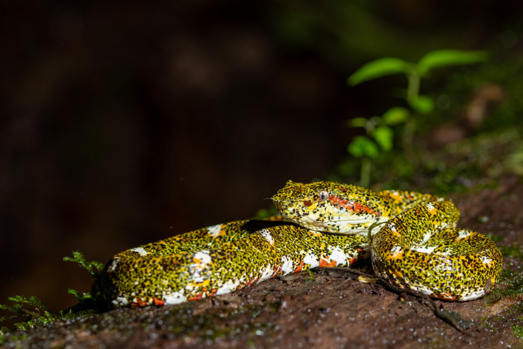 Bothriechis nigroadspersus in Costa Rica