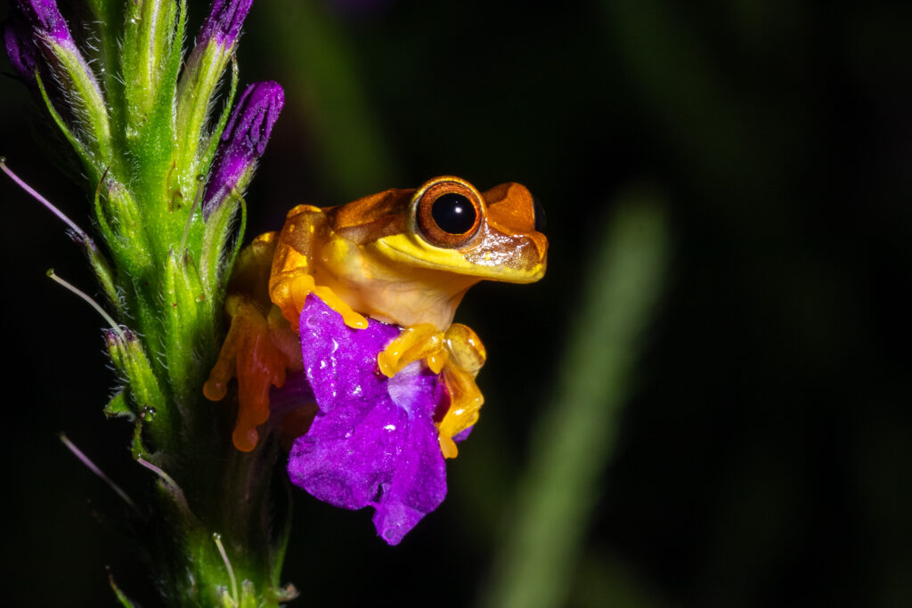 Kikker op bloem in Costa Rica
