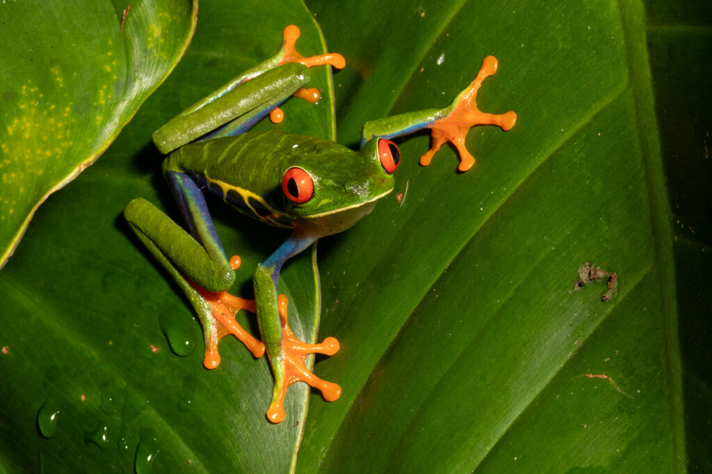Roodoogmakikikker in Costa Rica