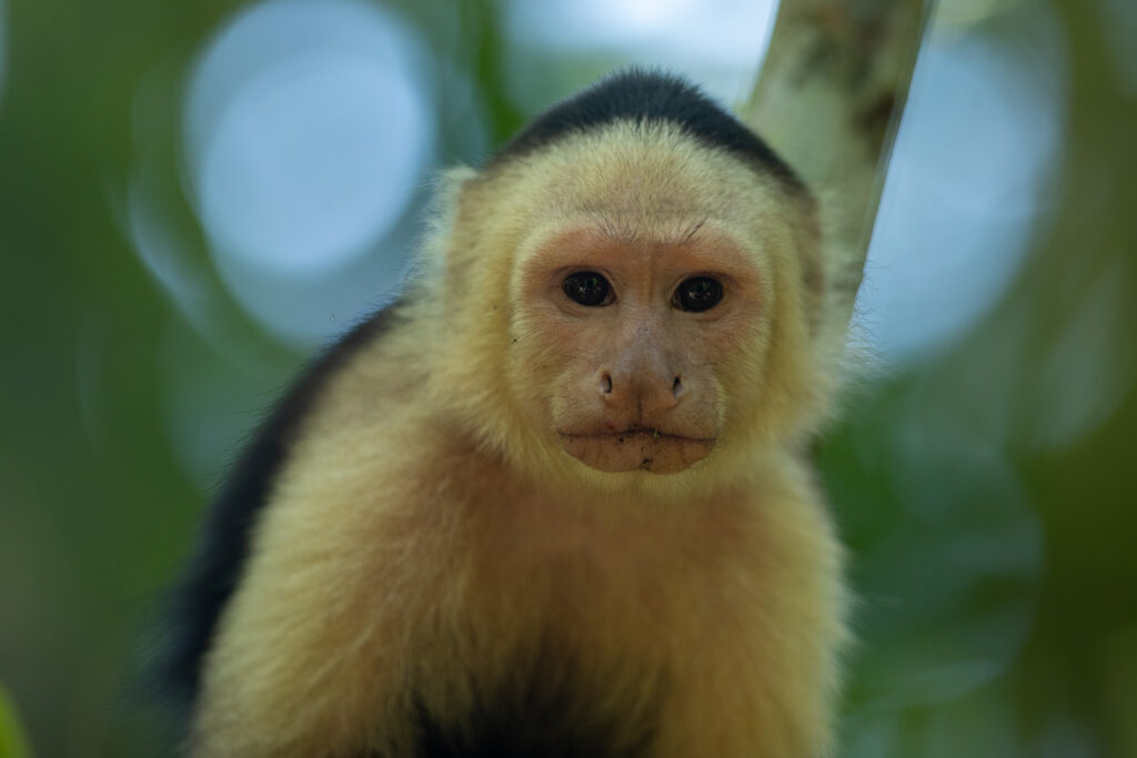 Kapucijnaap in Cahuita NP