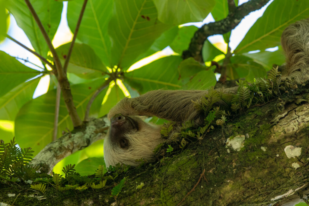Een luiaard in Cahuita NP