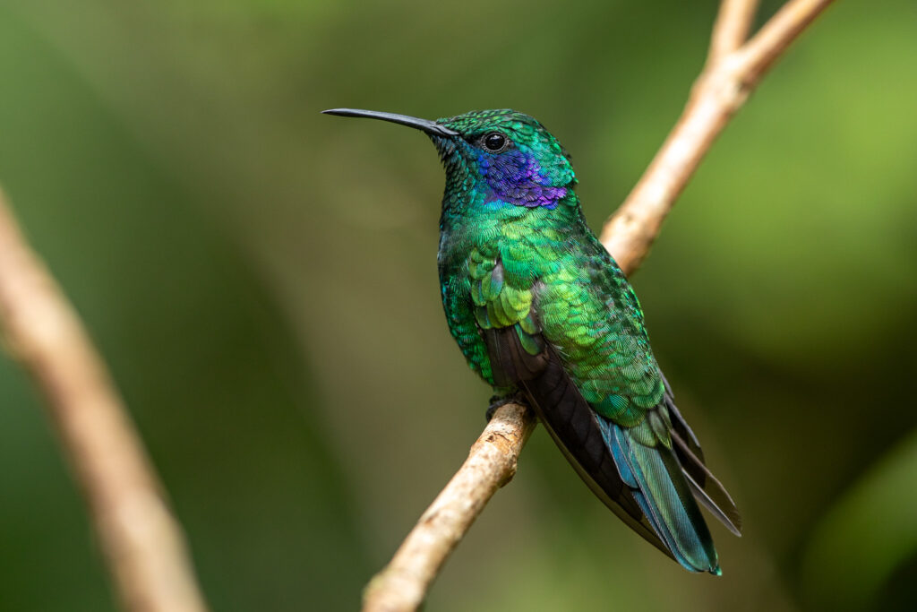 Een kolibrie in het Hummingbird Cafe, niet ver van Hotel Santa Fe Monteverde