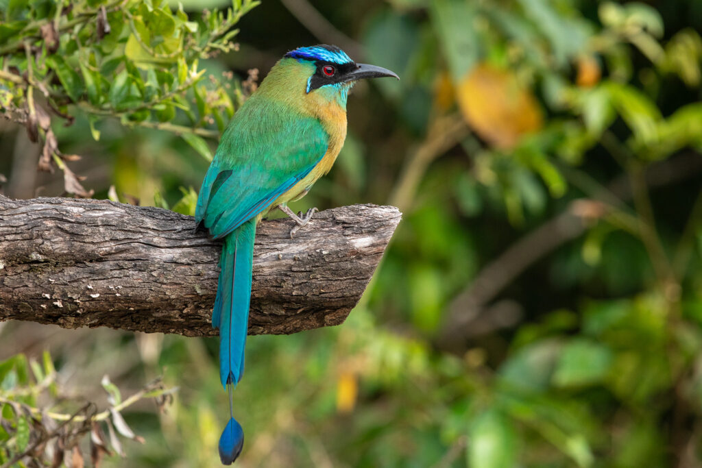 Een motmot niet ver van Hotel Santa Fe Monteverde