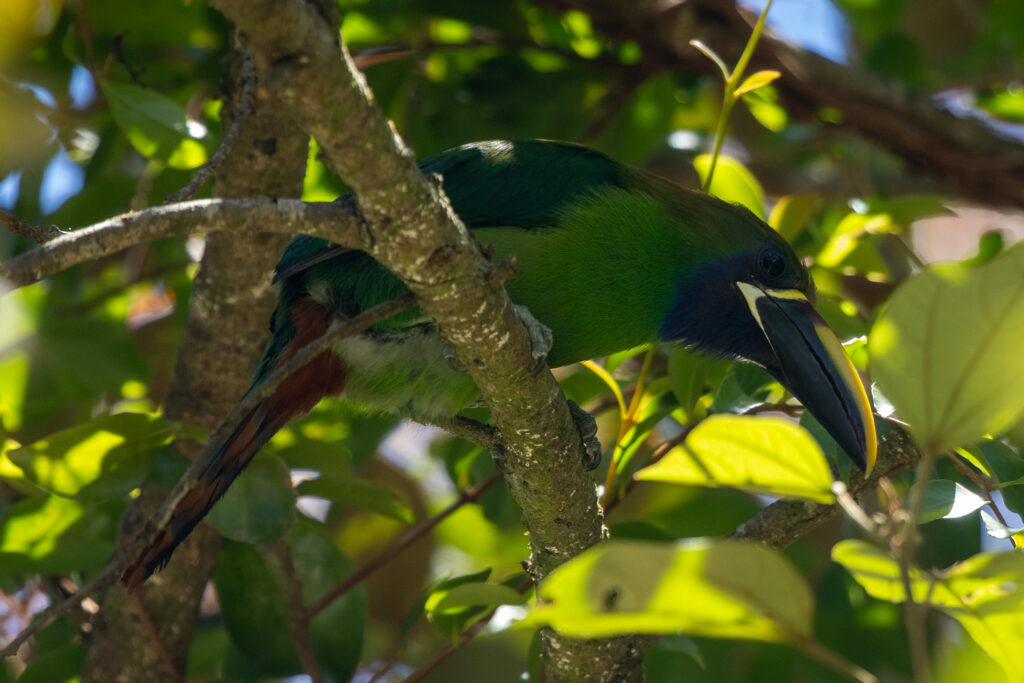 Smaragdarassari in Monteverde