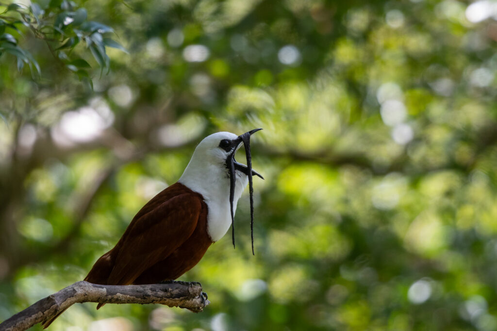 Een drielelklokvogel in Monteverde
