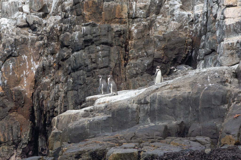 Humboldt Pinguins