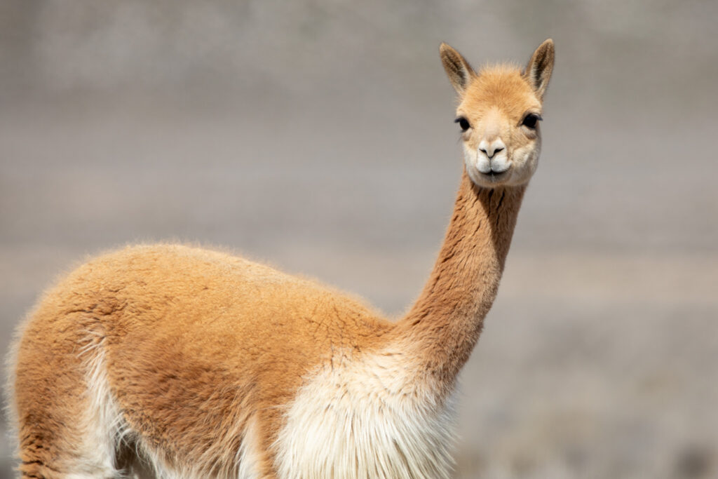 Een Vicuna in Peru