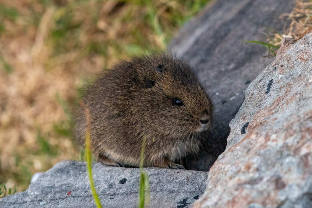 Wilde Cavia's zie je vooral in Puno en Cusco