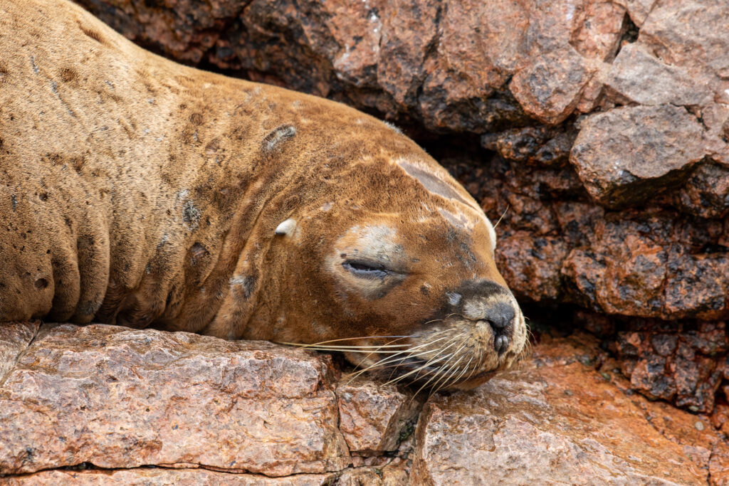 Een manenleeuw in reserva nacional de Paracas